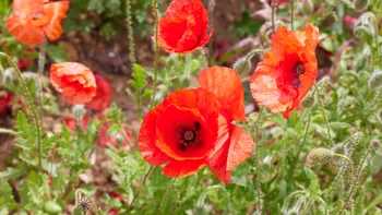 Poppies blooming.jpg